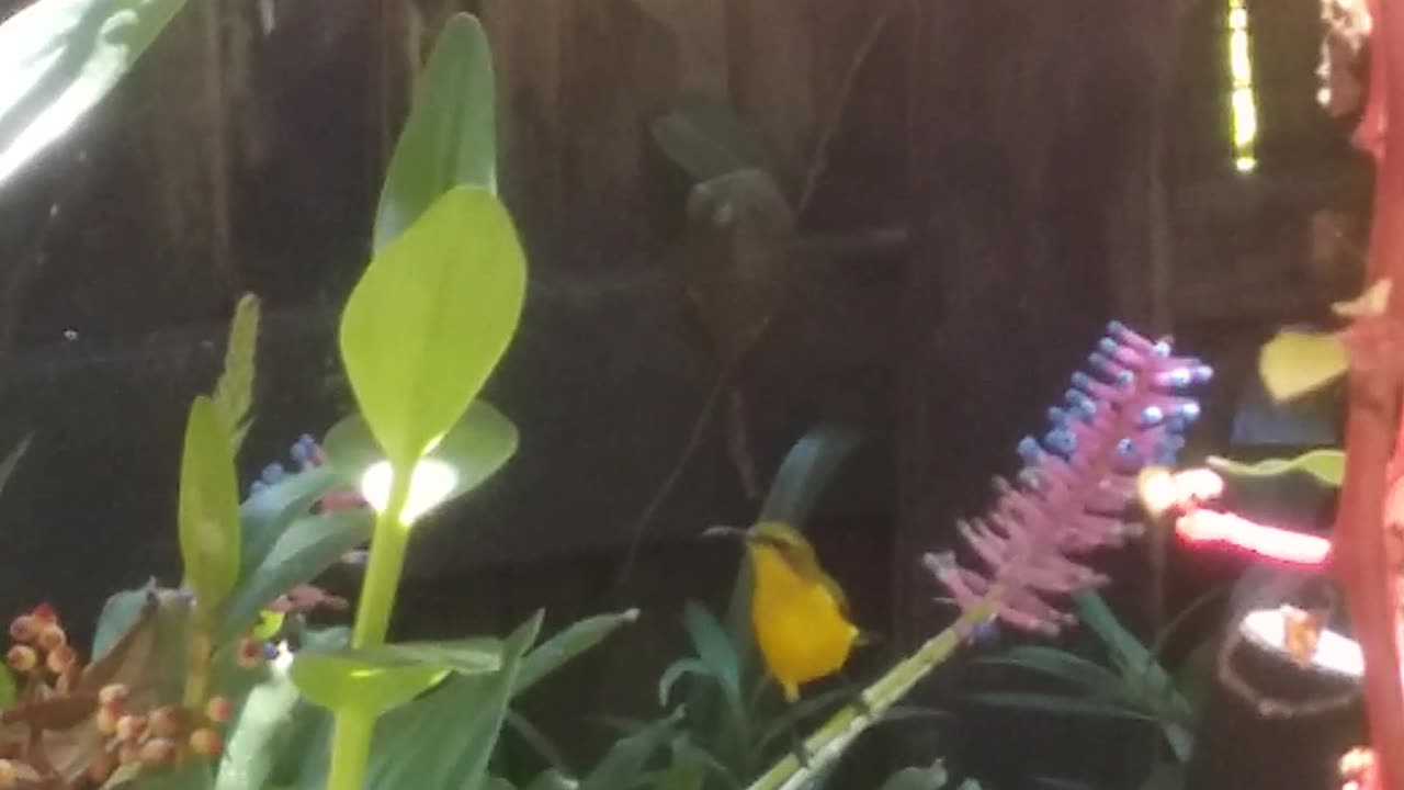 19.7.2024 Yellow Bellied Sunbird (2)