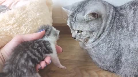 Dad cat meets his newborn kittens and kisses mom cat