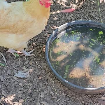 OMC! Precious chicken enjoying a cool drink of water! #precious #chicken #cool #drink #water #shorts