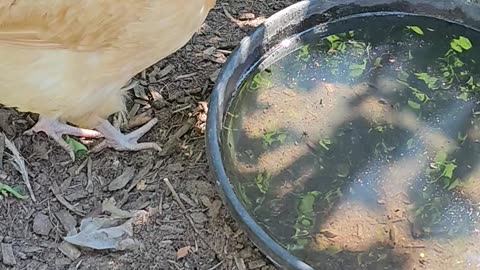 OMC! Precious chicken enjoying a cool drink of water! #precious #chicken #cool #drink #water #shorts