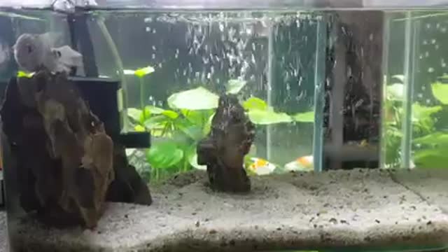 Vietnamese aquarium fish