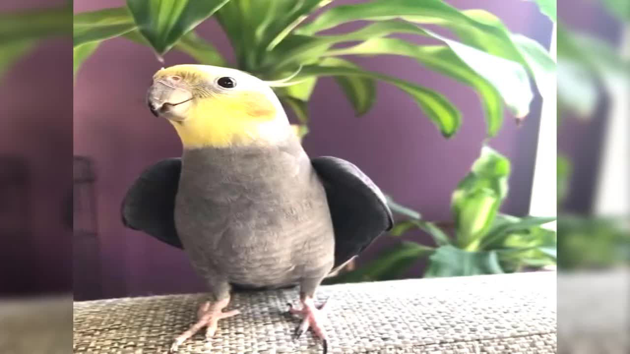 Cockatiel Singing ,Cockatiel , Baby Cockatiel , Cockatiel Bird ,Cockatiels ,Funny Cockatiel (1)