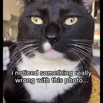 Baby Cats - Cute and Funny Cat Videos Compilation #1 ||