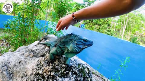 Blue Iguana Comes back From Brink Of Extinction