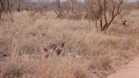 Latest Kruger National Park African Wild Dog Sightings.mp4