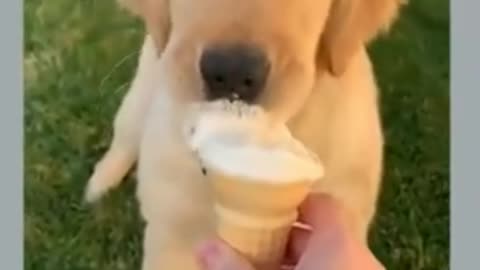 Funny Dog Videos 🐶 It's time to LAUGH with Dog's life