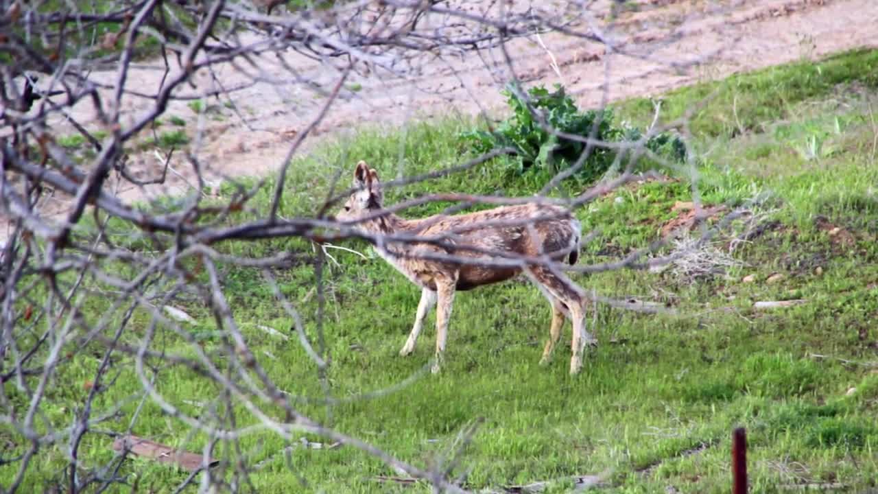 A herd of deer on the mountainside