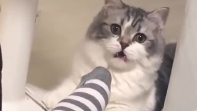 CUTE ANIMALS THAT WILL SHOCK YOU 😮