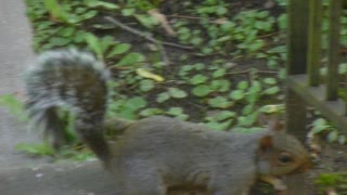 Squirrel comes to me on my porch.