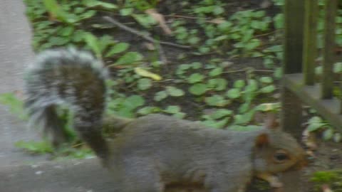 Squirrel comes to me on my porch.