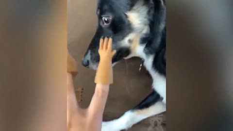 Cuting dog's🐩 nails💅 reaction
