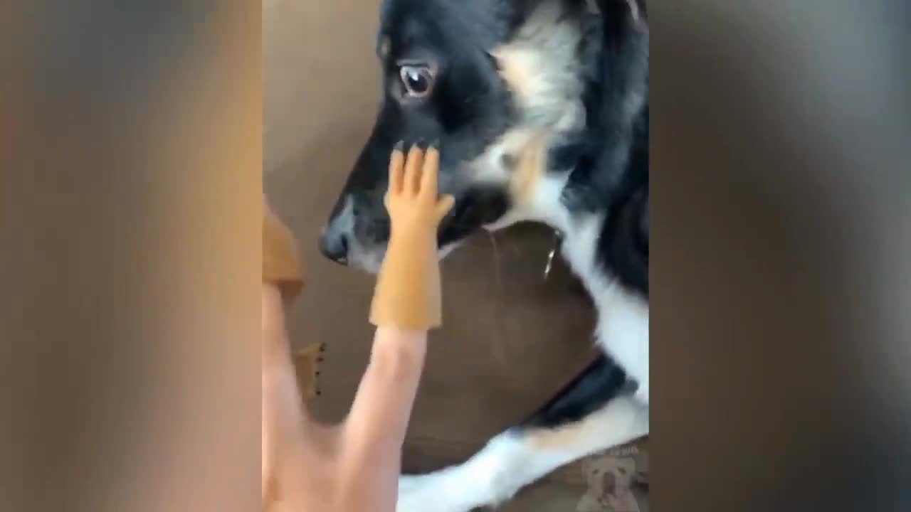 Cuting dog's🐩 nails💅 reaction