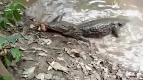 Electric Eel kills the crocodile video