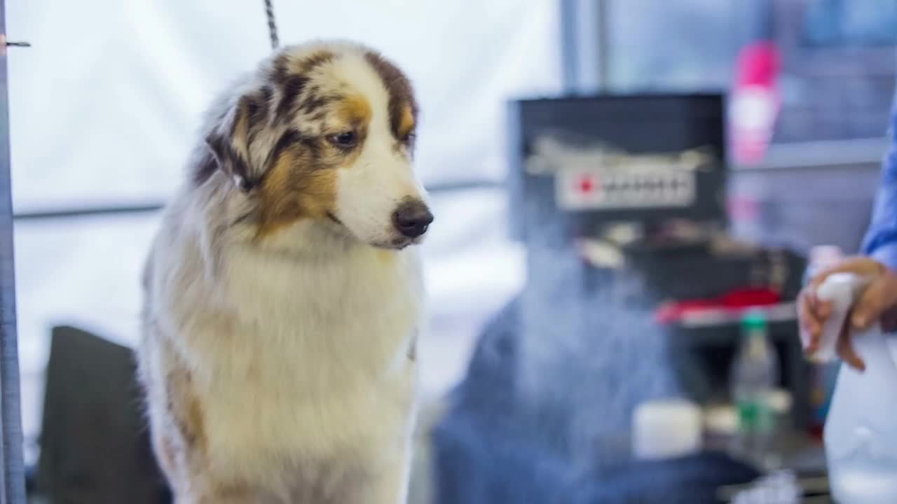 Spraying dog hair. Person stylist grooming dogs hair for exhibition