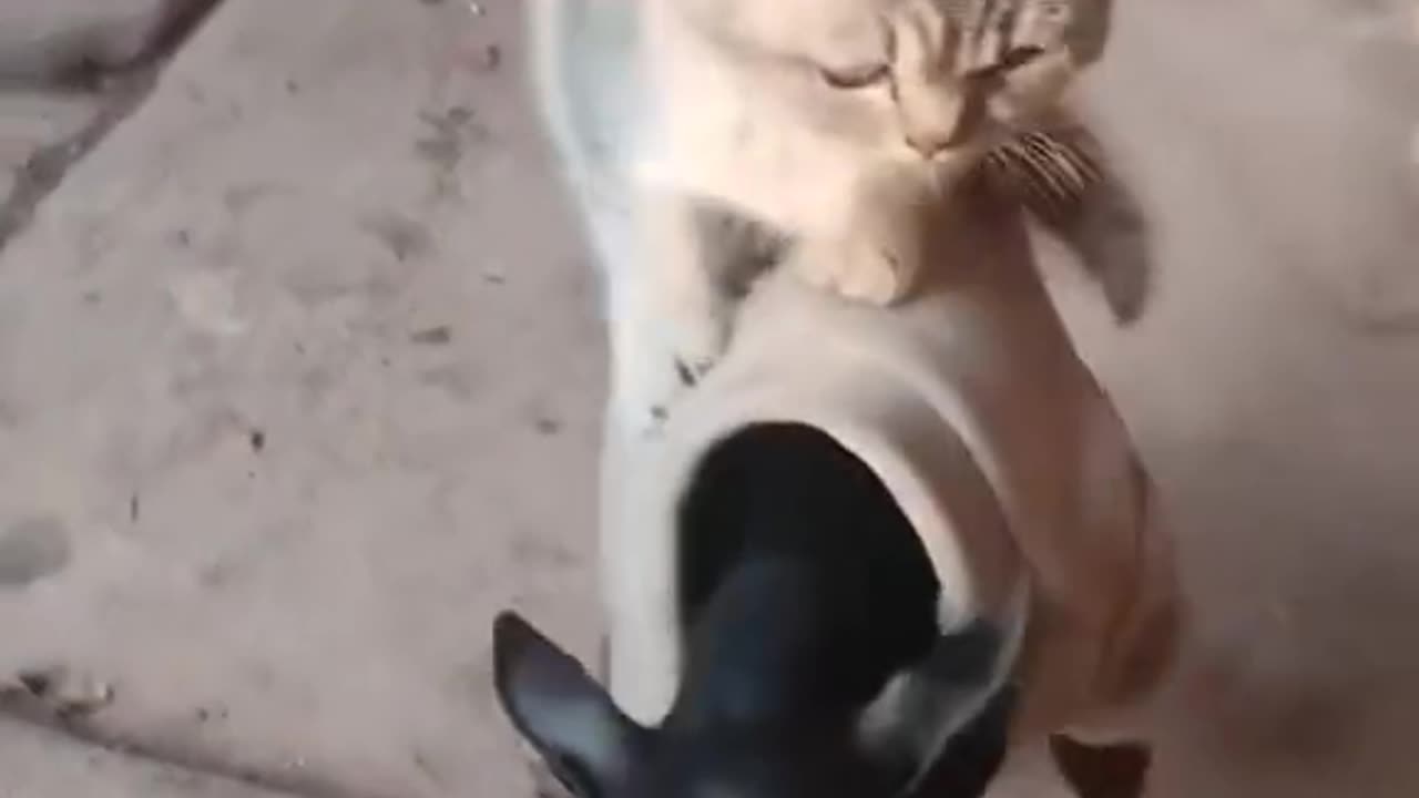 Don't mess with cats