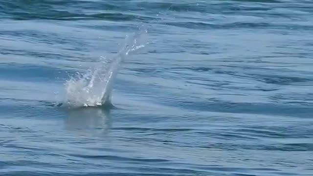 herons prey on fish