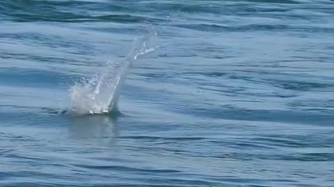 herons prey on fish