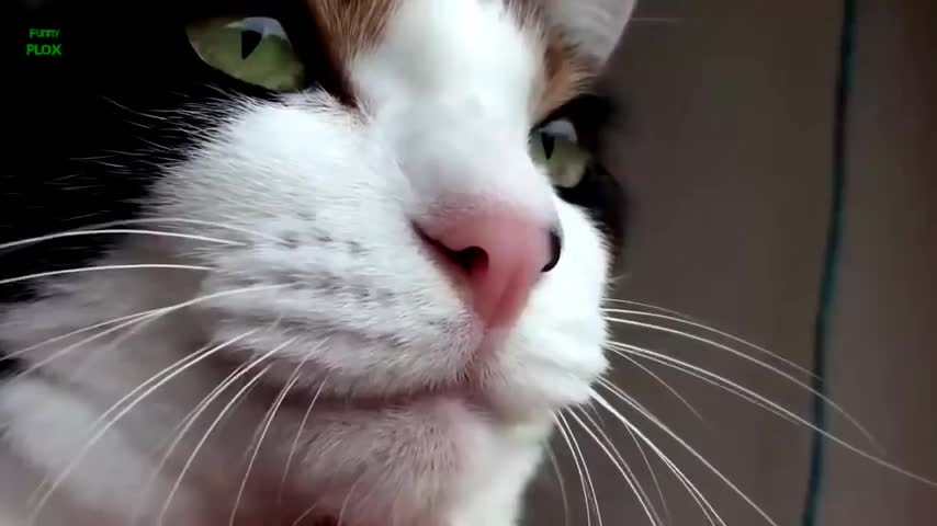 Compilação de miados engraçados de gatos e gatinhos