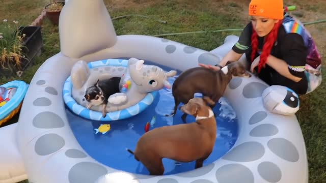 Throwing my dogs a pool party