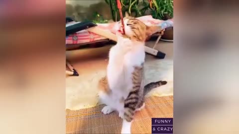 Funny animals