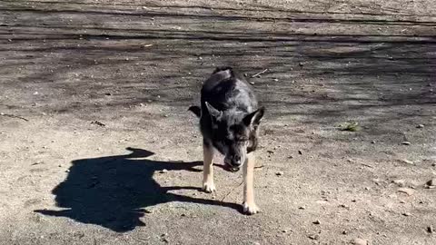 Fiona at dog park after cancer appointment 3.2021