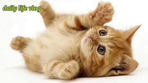 cute cat poses | daily life vlog