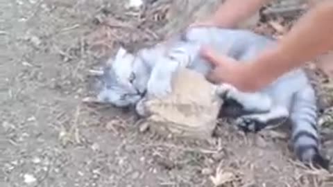 Cat Doesn’t Want To Go Back Inside, But When His Owners Try To Pick Him Up… HILARIOUS!!