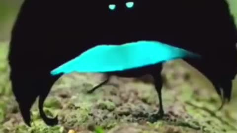 Blackest Bird in the world -Bird of Paradise!