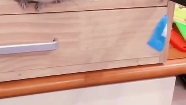 Kitty Giving a Chinchilla a Beating
