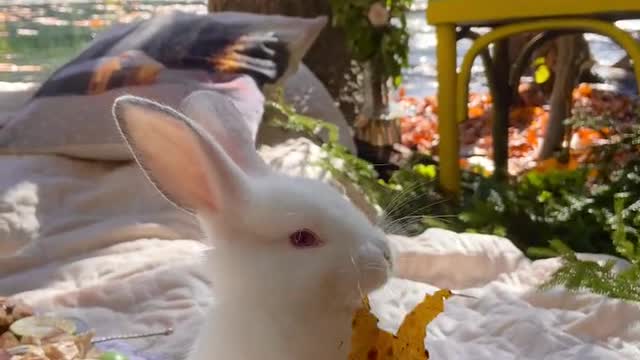 Rabbit eating watermelon ASMR