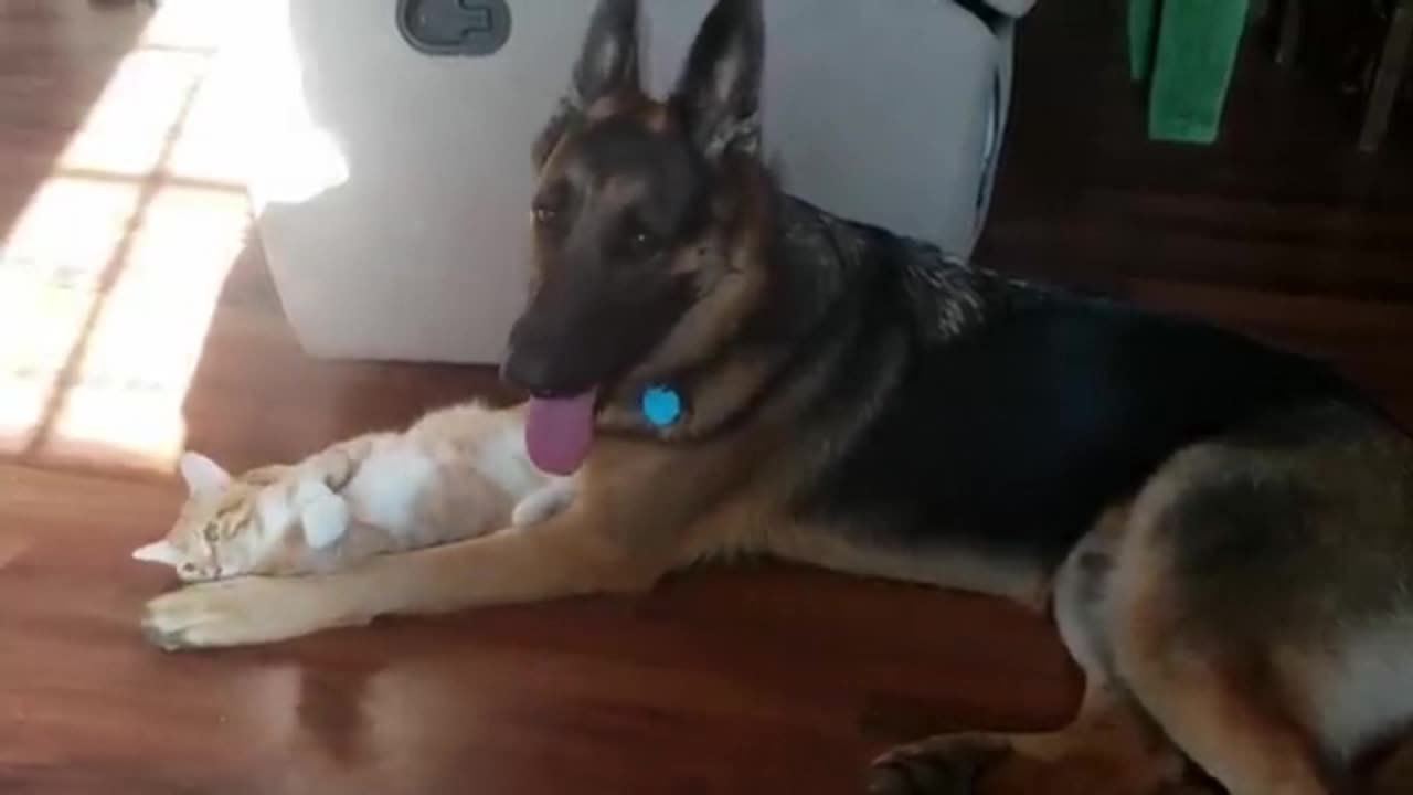 Heartwarming! Dog And Kitten Play With Pure Joy!