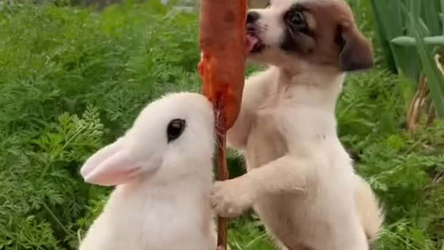 Pup eating rabbit dinner 🍽️