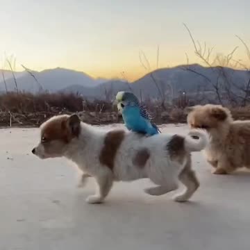 funny dog|dogs|funny dog videos|cute animals|funny animals|#cutedogs|#shorts