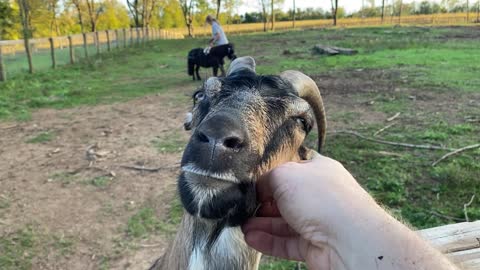 Mini Horse Cart Training with the Goats 10.2021