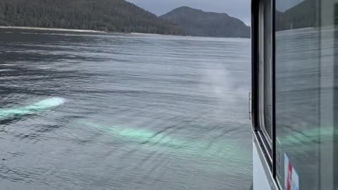 When a humpback whale turned on its back and swam under our boat: