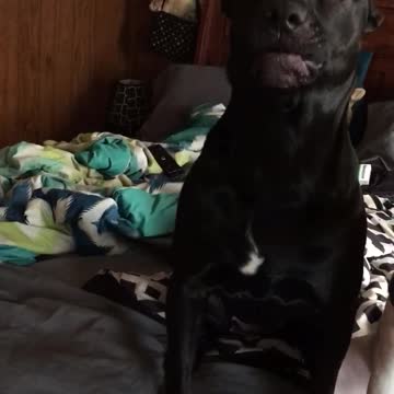 Guilty Dog Tells on Herself