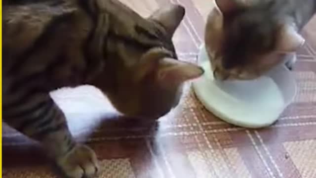 Animals and their goofywild side