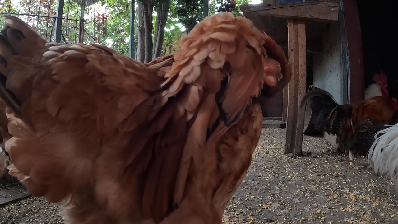 Backyard Chickens Rainy Day Hens Sounds Noises Hens Clucking Roosters Crowing Rain Falling!