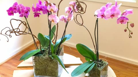 Orchid Care Guide in Under A Minute