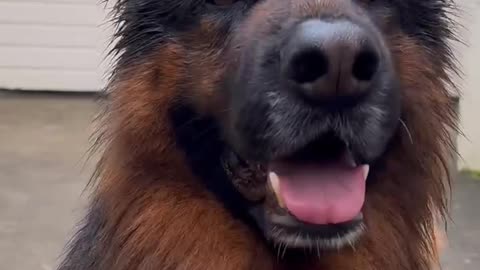 DOG SAY I AM SOO BEAUTIFUL VIRAL SHORTS