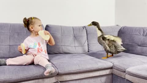 cute Baby Trying to Feed a Gaint Duck