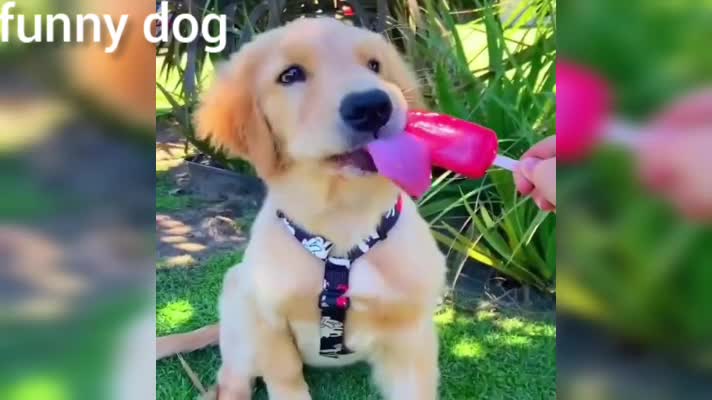 Does Your Dog Love Popsicles Like This