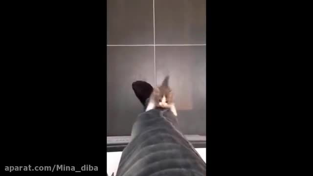 Funny animals Compilation