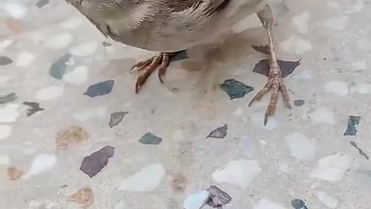 This man rescued a sparrow and gave it a loving home.