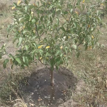 First yellow leaves 2024