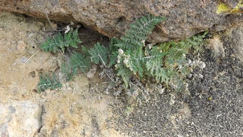 Beaded Lip Fern - Cheilanthes sp.