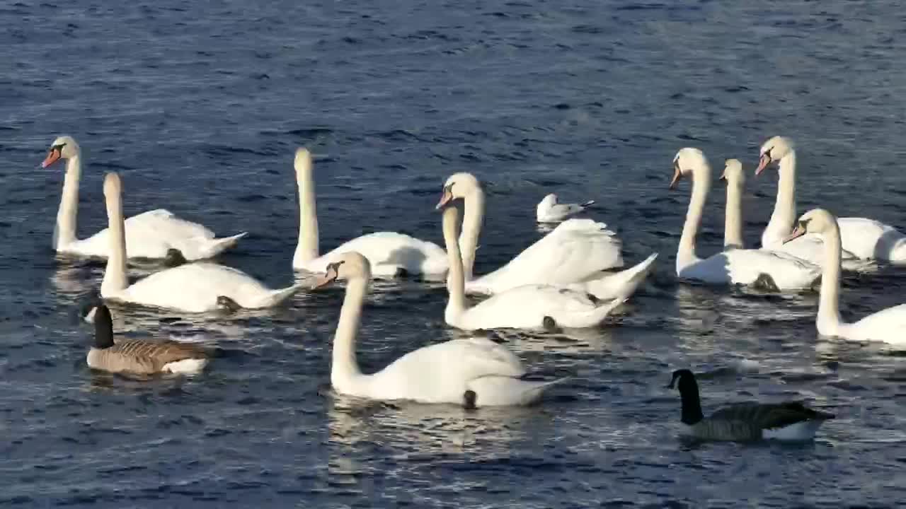 Geese birds swimming in the water