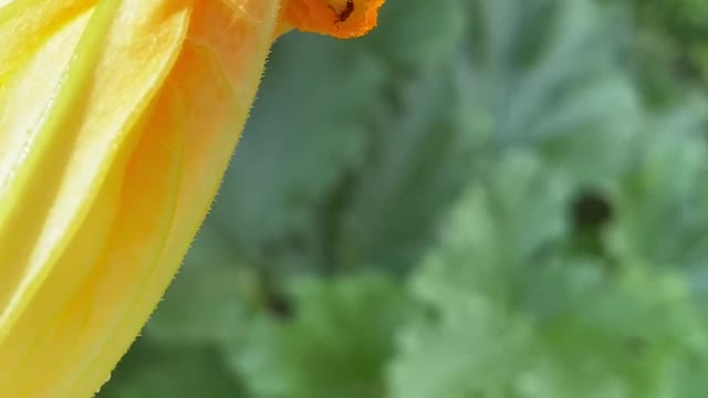 Closing flowers jailed a bee