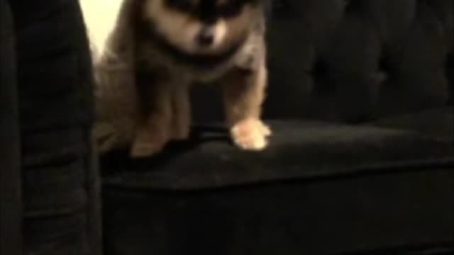 Dog Takes Leap of Faith from Lounge