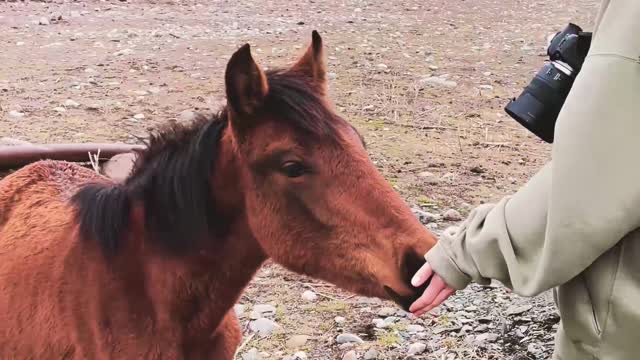 human love looks at that beautiful man feeding the horse!